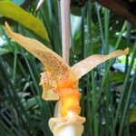 Stanhopea dodsoniana