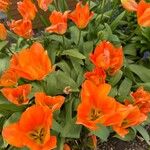 Tulipa praestans Flor