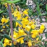 Cytisus galianoi Flor