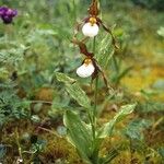 Cypripedium montanum Pokrój