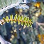 Sophora denudata List