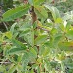 Ligustrum vulgare Листок