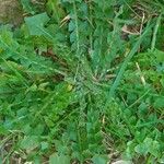 Crepis leontodontoides Blad