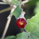 Phymosia umbellata Flor