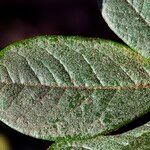 Rhododendron beanianum Leaf