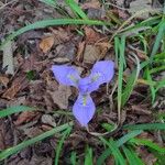 Iris unguicularis Floare