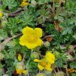 Potentilla tabernaemontaniКвітка