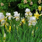 Iris albicans Blüte