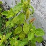 Acalypha aristata Hoja