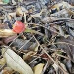 Haemanthus coccineus 整株植物