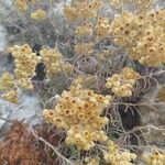 Helichrysum boissieri Kwiat