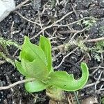 Silene chalcedonica Leaf