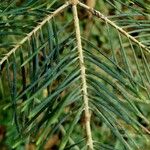 Abies concolor Лист