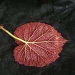 Begonia picta Агульны выгляд