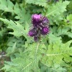 Cirsium alsophilum Flower