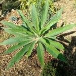 Echium callithyrsum Flower