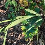 Gladiolus italicus Lapas