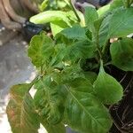 Gynura procumbens Folha