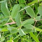 Desmodium incanum Leaf