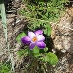 Crocus corsicus Flower