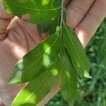 Quercus salicifolia Leaf