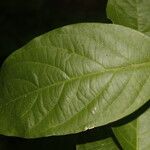 Prionostemma asperum Leaf