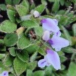 Craterostigma hirsutum Hoja
