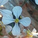 Raphanus raphanistrum Flower