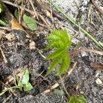 Aralia hispida Folha