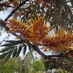 Grevillea robustaKwiat