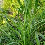 Plantago ovata Habitus