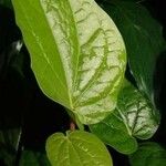 Piper betle Leaf
