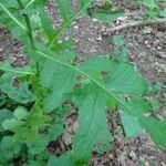 Lactuca quercina Fuelha