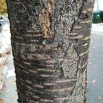 Prunus sargentii Bark