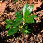 Chimaphila umbellata ഇല