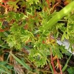 Saxifraga trifurcata Blatt