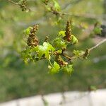Liquidambar styraciflua Mbuma