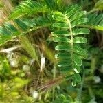 Lathyrus clymenum Leaf