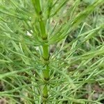 Equisetum pratense Кора