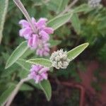 Phlomis italica Λουλούδι