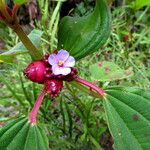 Tristemma mauritianum Floare