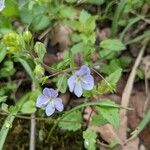 Veronica montanaFlower