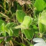 Barleria robertsoniae Leaf