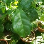 Napoleonaea vogelii Lapas