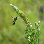 Lobelia giberroa Blomst