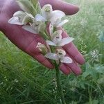 Chloraea membranacea Flower