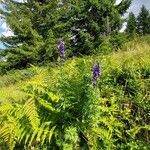 Aconitum napellus Hábitos