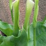 Zantedeschia aethiopica Blüte