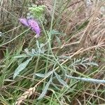 Ammi majus Leaf