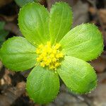 Hacquetia epipactisFlower